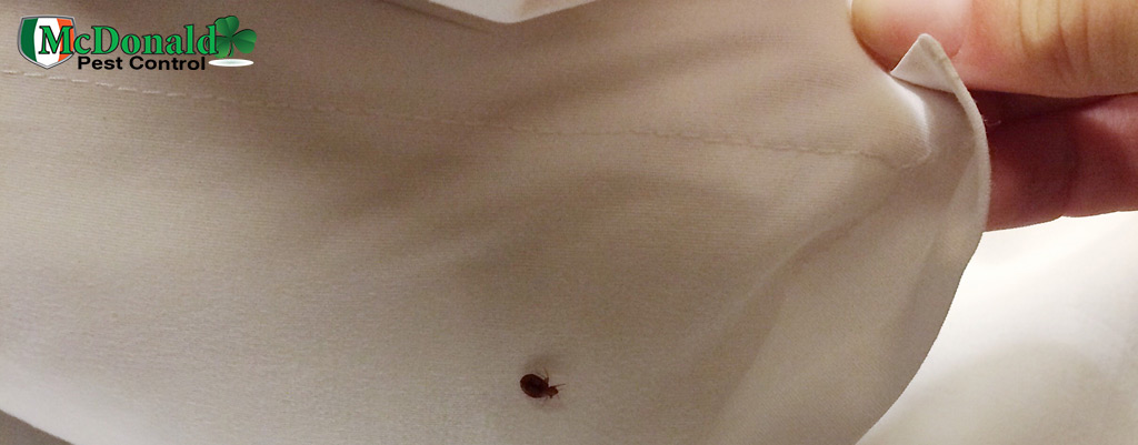 bed bugs on mattress pictures