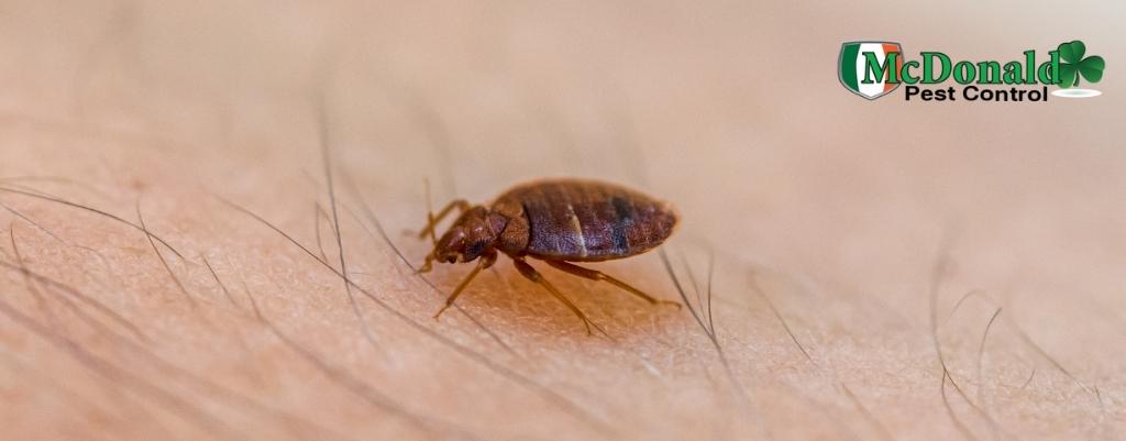 https://www.mcdonaldpestcontrol.com/wp-content/uploads/2022/01/mcdonald-pest-control-bed-bug.jpg