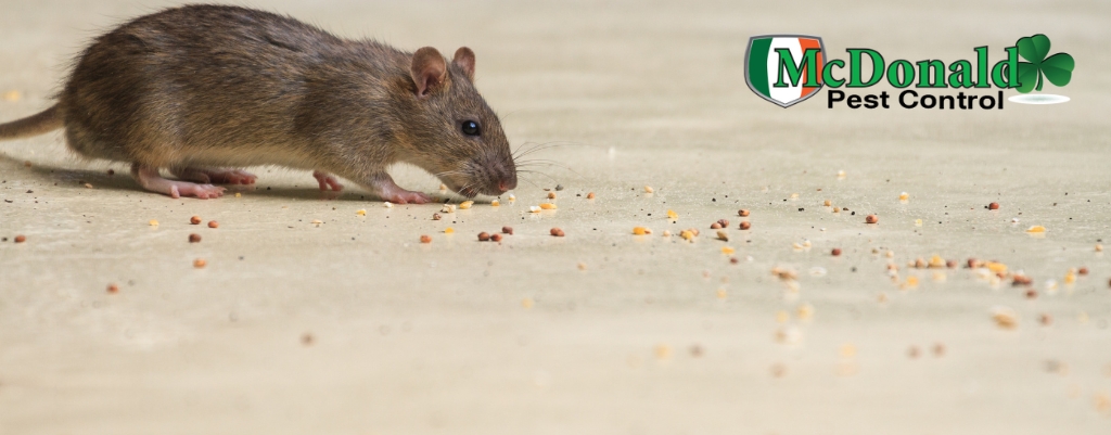 How to Keep Mice Away From Your Bed - Green Pest Solutions
